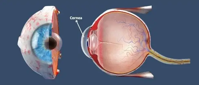 Illustration of the human cornea and its layers